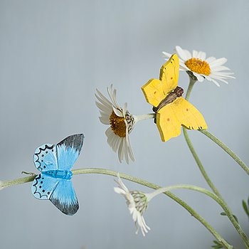 papillons-aimant-maunakea